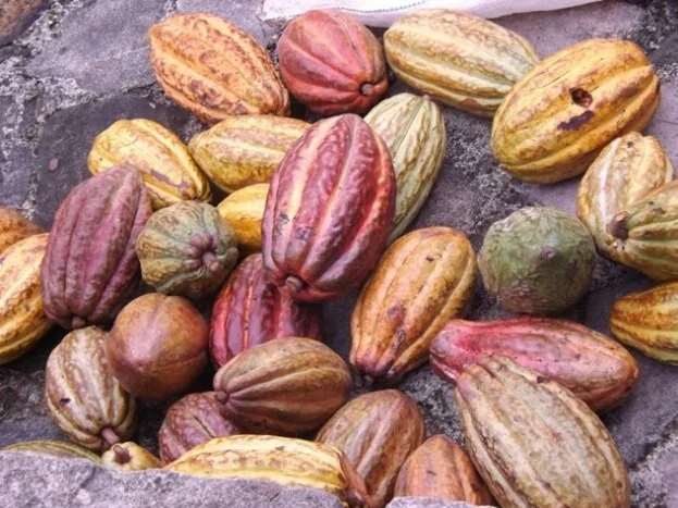 Какао бобы в Белизе